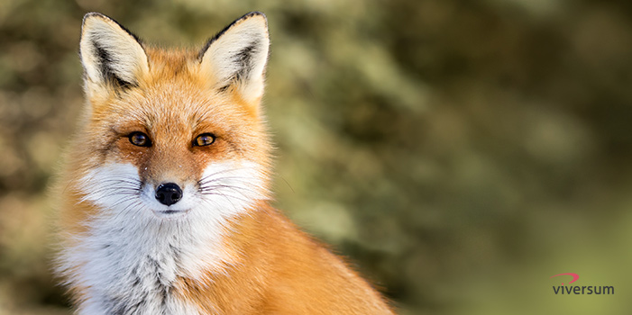 Krafttier Fuchs