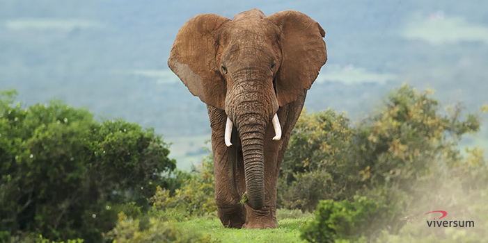 Krafttier Elefant