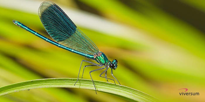 Krafttier Libelle
